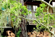 Rustic Cabin like a Treehouse